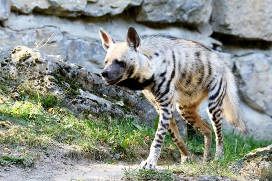 Schabrackenhyäne Opel Zoo Kronberg 2019