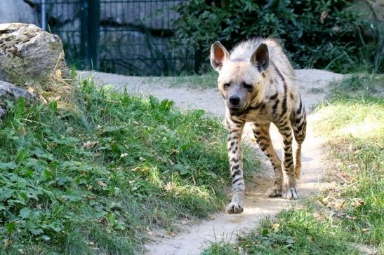 Schabrackenhyäne Opel Zoo Kronberg 2019