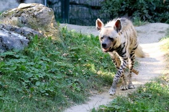 Schabrackenhyäne Opel Zoo Kronberg 2019