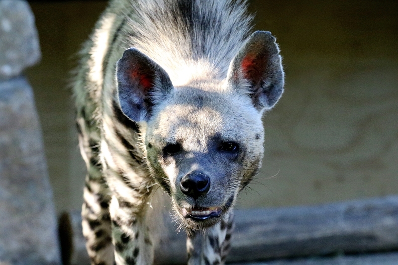 Daums Tierwelt Schabrackenhyäne