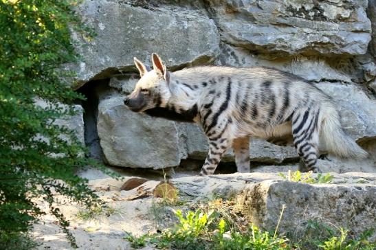 Schabrackenhyäne Opel Zoo Kronberg 2019