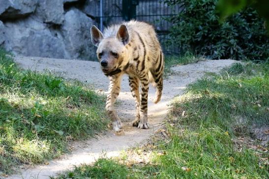 Schabrackenhyäne Opel Zoo Kronberg 2019