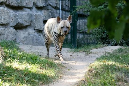 Schabrackenhyäne Opel Zoo Kronberg 2019