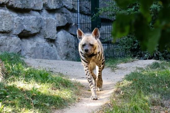 Schabrackenhyäne Opel Zoo Kronberg 2019