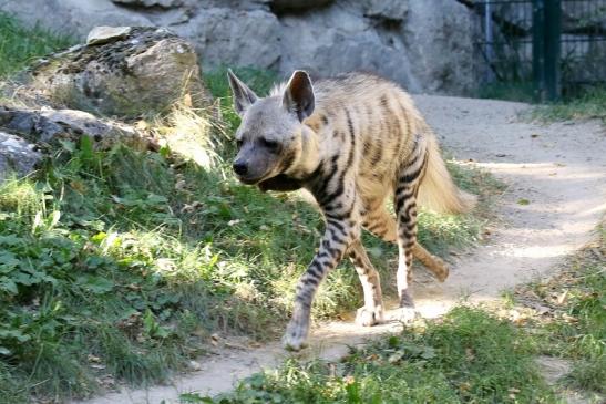 Schabrackenhyäne Opel Zoo Kronberg 2019