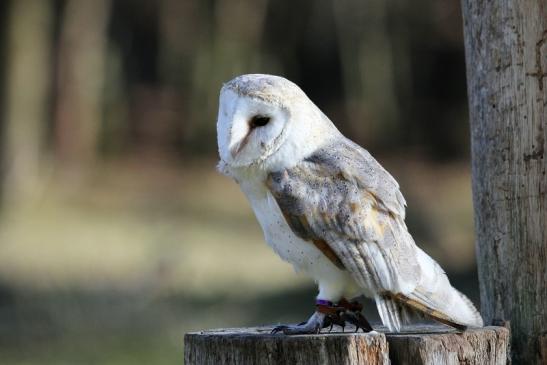 Schleiereule - Falknerei - Wildpark Alte Fasanerie Klein Auheim 2015