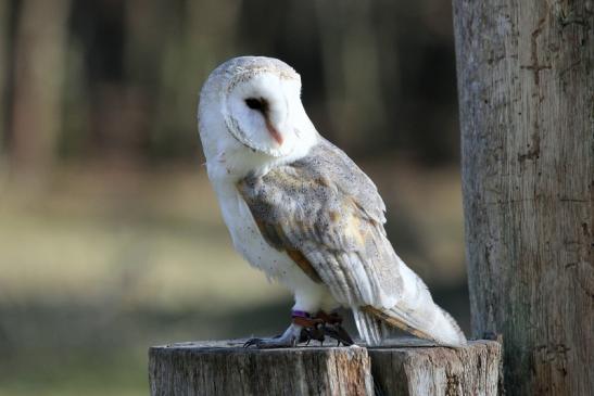 Schleiereule - Falknerei - Wildpark Alte Fasanerie Klein Auheim 2015