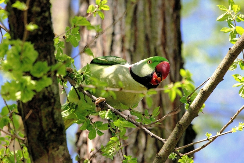 Foto des Monats Mai 2024 Halsbandsittich Schlosspark Wiesbaden-Biebrich