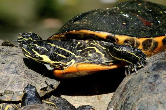 Schmuckschildkröte Opel Zoo Kronberg 2015