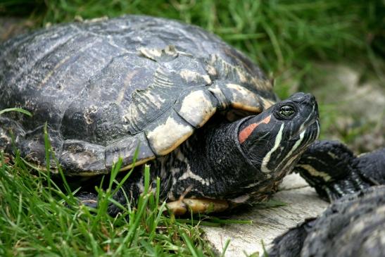 Schmuckschildkröte Opel Zoo Kronberg 2012