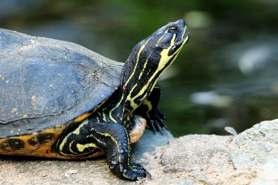 Schmuckschildkröte Opel Zoo Kronberg 2015