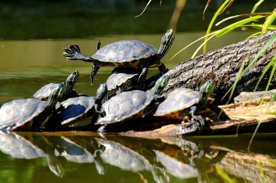 Schmuckschildkröte Zoo Frankfurt am Main 2018 