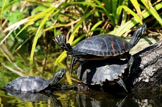 Schmuckschildkröte Zoo Frankfurt am Main 2018 