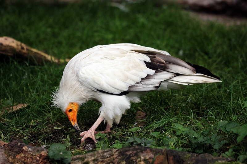 Schmutzgeier Zoo Frankfurt am Main 2014