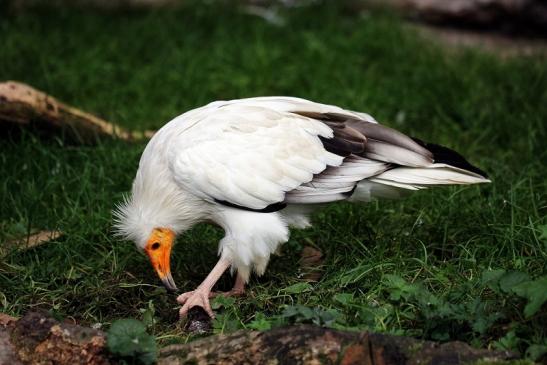 Schmutzgeier Zoo Frankfurt am Main 2014