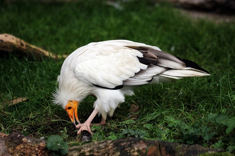 Schmutzgeier Zoo Frankfurt am Main 2014