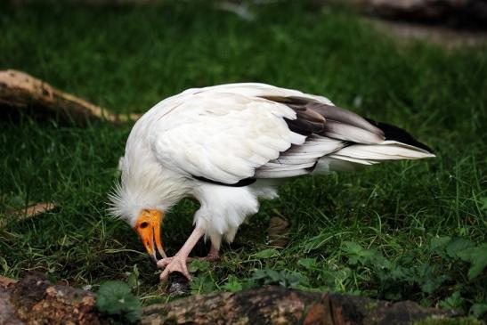 Schmutzgeier Zoo Frankfurt am Main 2014