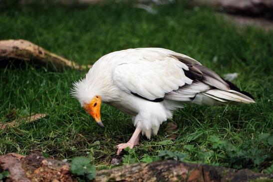 Schmutzgeier Zoo Frankfurt am Main 2014