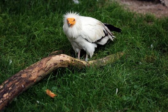 Schmutzgeier Zoo Frankfurt am Main 2014