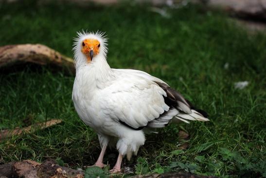 Schmutzgeier Zoo Frankfurt am Main 2014