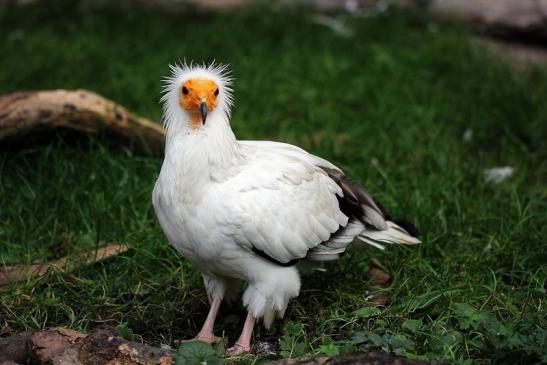 Schmutzgeier Zoo Frankfurt am Main 2014