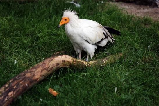 Schmutzgeier Zoo Frankfurt am Main 2014