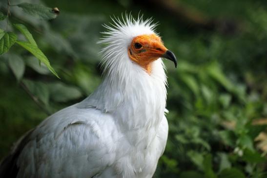 Schmutzgeier Zoo Frankfurt am Main 2014