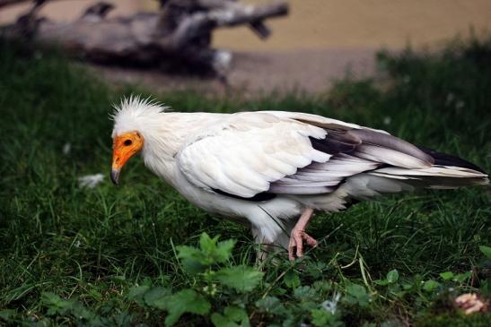 Schmutzgeier Zoo Frankfurt am Main 2014