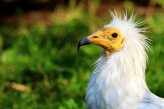 Schmutzgeier Zoo Frankfurt am Main 2017