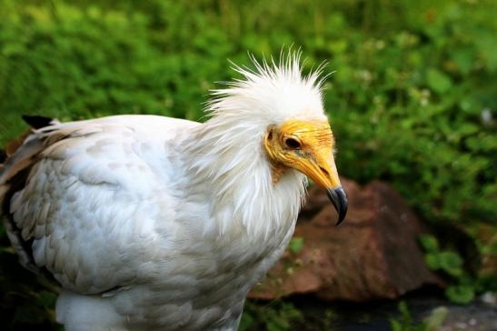 Schmutzgeier Zoo Frankfurt am Main 2017