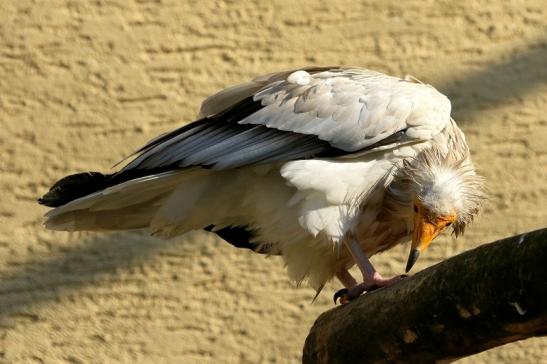 Schmutzgeier Zoo Frankfurt am Main 2017