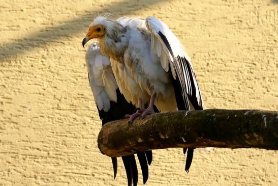 Schmutzgeier Zoo Frankfurt am Main 2017