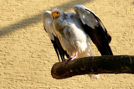 Schmutzgeier Zoo Frankfurt am Main 2017