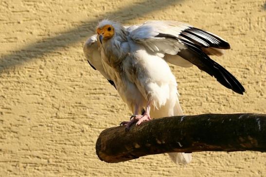 Schmutzgeier Zoo Frankfurt am Main 2017