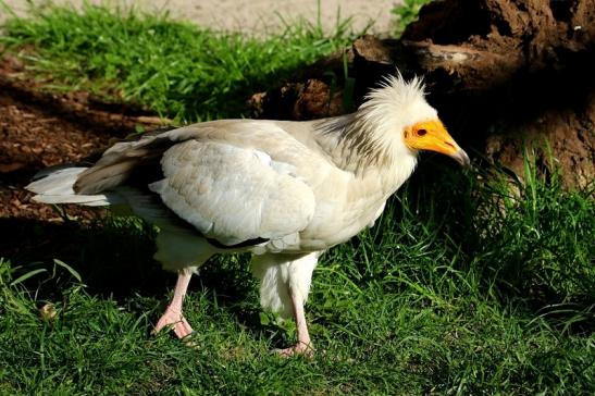 Schmutzgeier Zoo Frankfurt am Main 2017