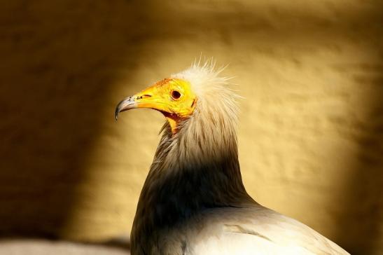 Schmutzgeier Zoo Frankfurt am Main 2017