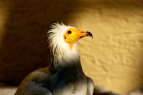 Schmutzgeier Zoo Frankfurt am Main 2017