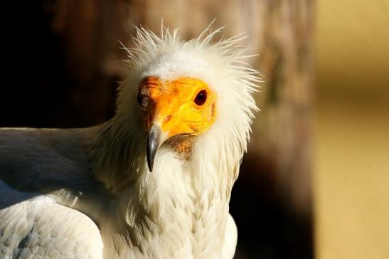 Schmutzgeier Zoo Frankfurt am Main 2017