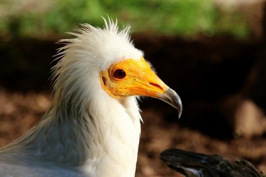 Schmutzgeier Zoo Frankfurt am Main 2017