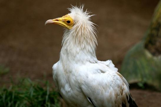 Schmutzgeier Zoo Vivarium Darmstadt 2016