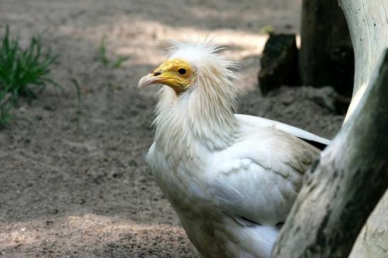 Schmutzgeier Zoo Vivarium Darmstadt 2017