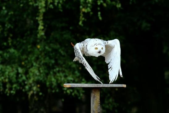 Schneeeule - Falknerei - Wildpark Alte Fasanerie Klein Auheim 2018