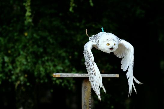 Schneeeule - Falknerei - Wildpark Alte Fasanerie Klein Auheim 2018