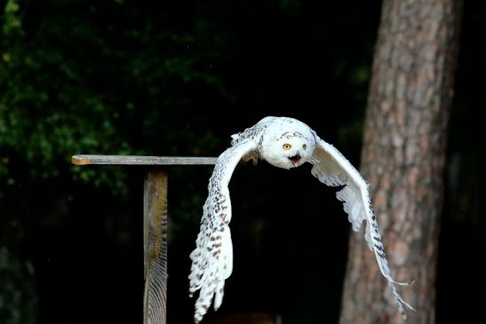 Schneeeule - Falknerei - Wildpark Alte Fasanerie Klein Auheim 2018