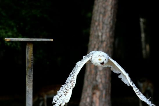 Schneeeule - Falknerei - Wildpark Alte Fasanerie Klein Auheim 2018