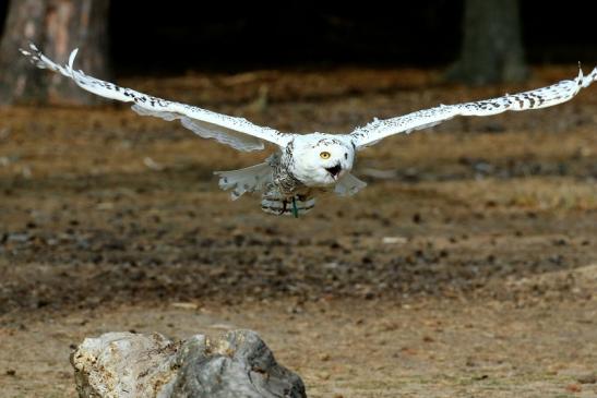 Schneeeule - Falknerei - Wildpark Alte Fasanerie Klein Auheim 2018