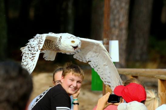 Schneeeule - Falknerei - Wildpark Alte Fasanerie Klein Auheim 2018