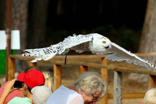 Schneeeule - Falknerei - Wildpark Alte Fasanerie Klein Auheim 2018