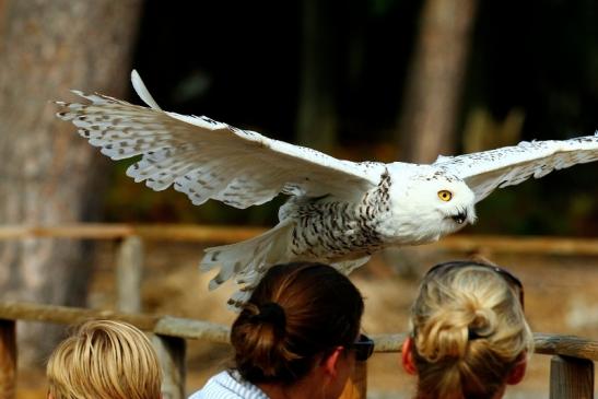 Schneeeule - Falknerei - Wildpark Alte Fasanerie Klein Auheim 2018