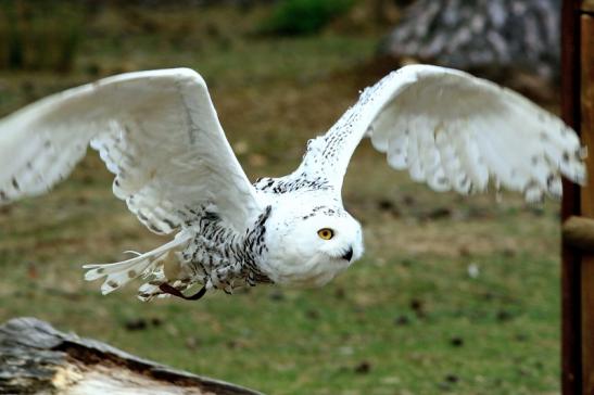 Schneeeule - Falknerei - Wildpark Alte Fasanerie Klein Auheim 2018